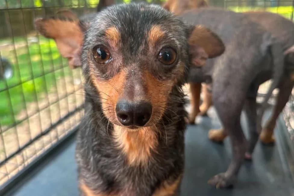 More Than 240 Sick Dogs Rescued From Suspected Backyard Breeding Site in Rural Kentucky