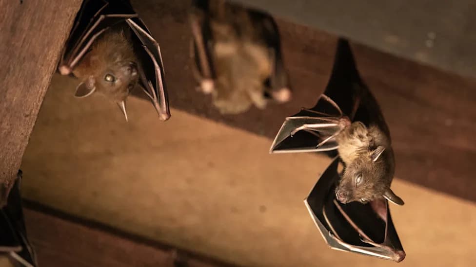 Rabid Bat Confirmed After Colony Entered Golden Valley Home Through Fireplace Gap