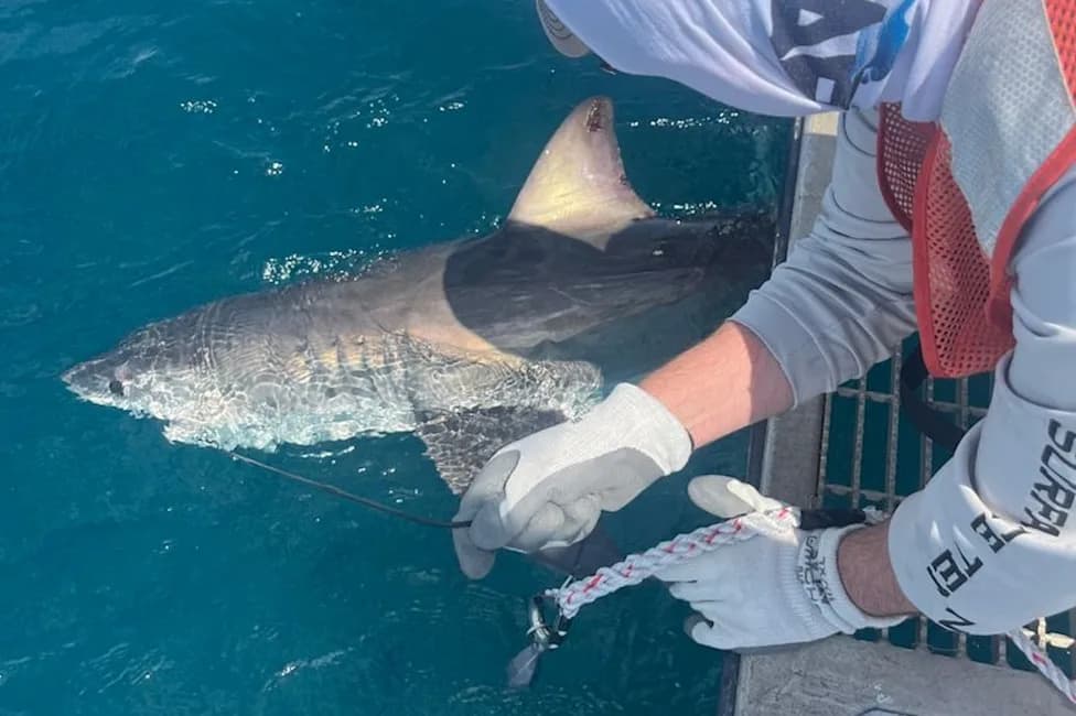 Sensor-Equipped Sharks Help Track Ocean Heat to Improve Hurricane Forecasts