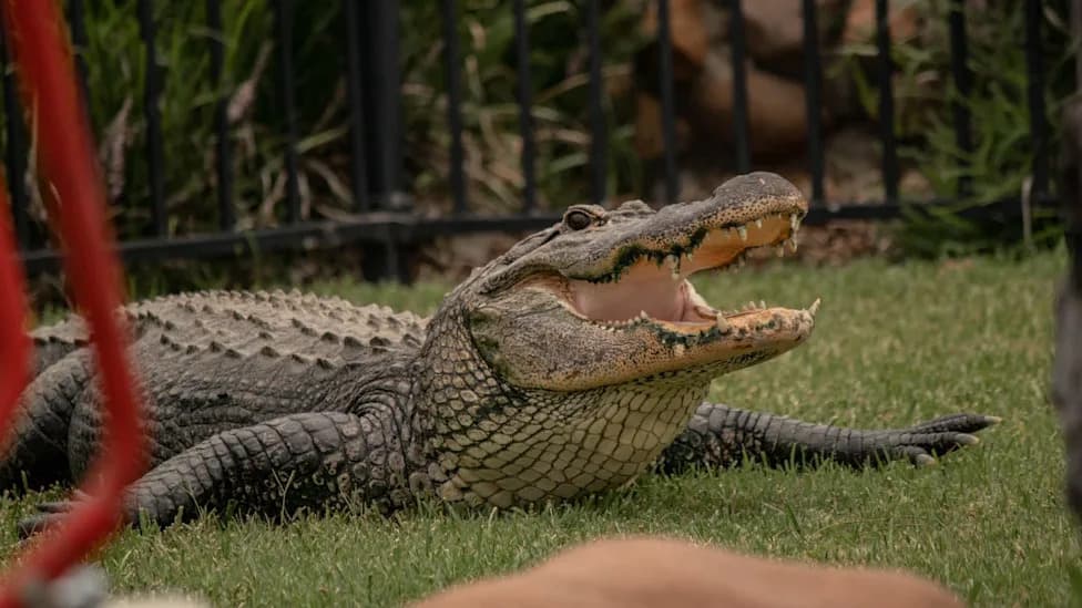 Jacksonville Man Convicted After Raid That Uncovered 9‑Foot Alligator; Faces Up to 65 Years
