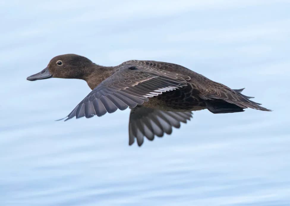 ‘Nine Lives’: Feral Tabby Linked To ~30 Rare Bird Deaths Caught And Humanely Euthanised