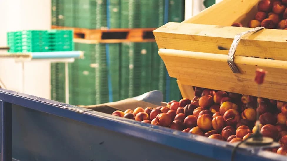 FDA Ends Major Peach Recall After Packing-Facility Fixes — 10 Million Pounds Affected