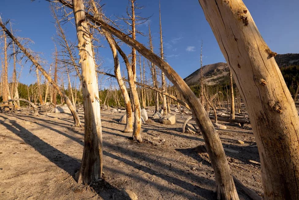 Fossils Show Massive CO2 Pulses Caused Forest Collapse — Not a ‘Greening’ of the Planet