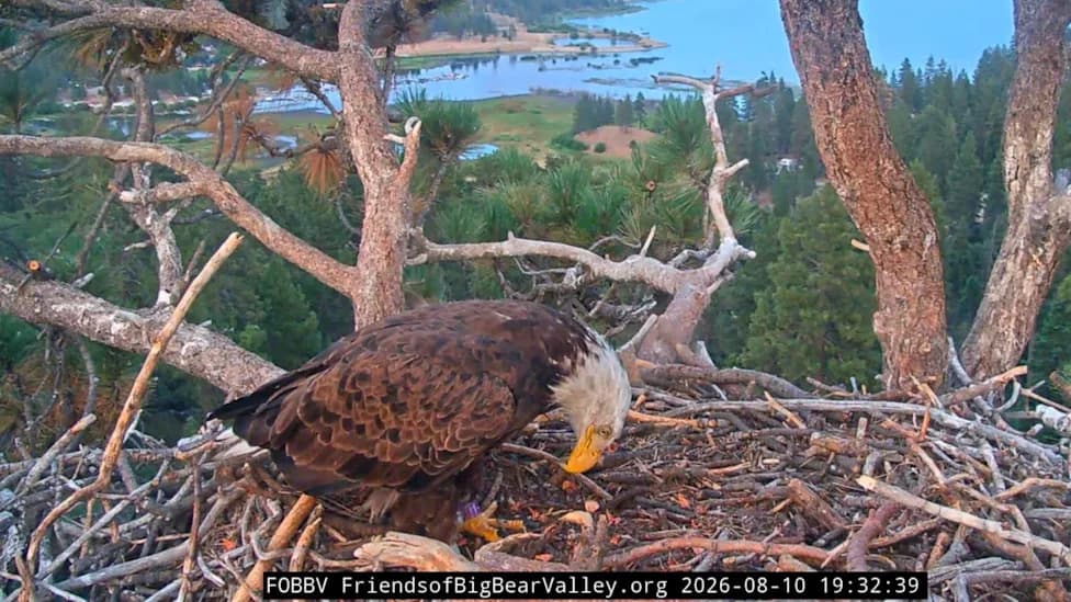 Who Is KD1? The Banded Bald Eagle Seen Near Jackie And Shadow’s Nest