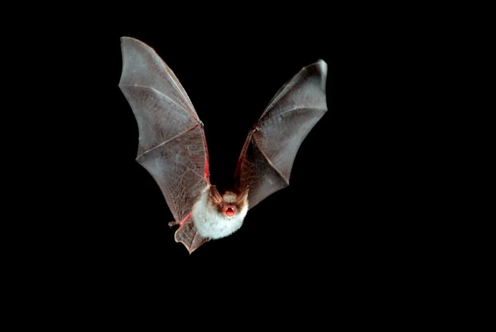 National Park Service Seeks Woman After Rabid Bat Briefly Got Tangled in Her Hair