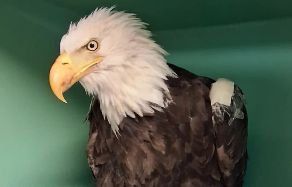 Beloved Big Bear Bald Eagle Jackie Dies After Three Weeks of Intensive Care