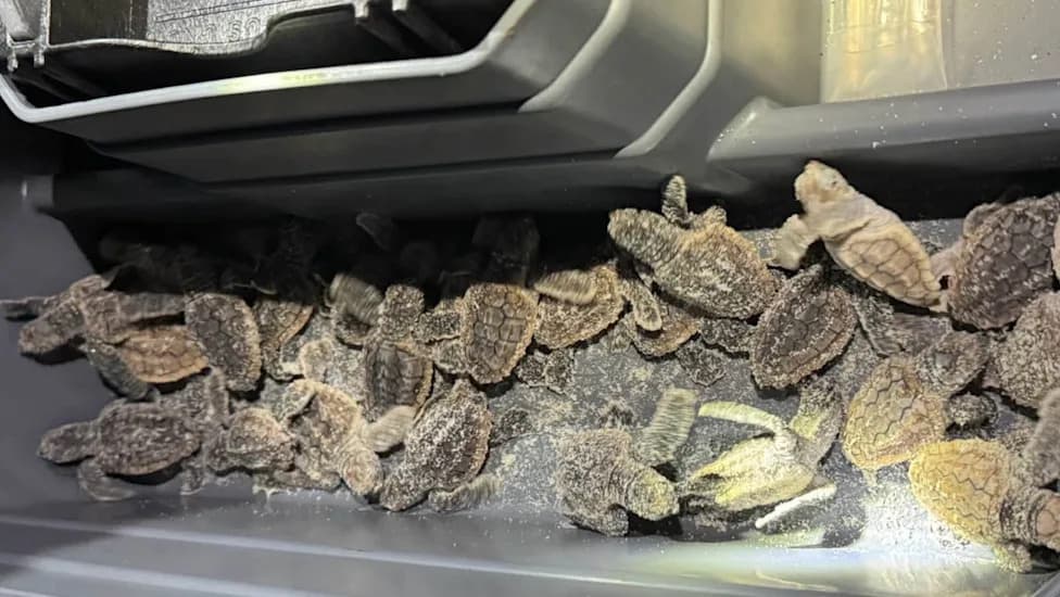 Deputies Rescue Nearly 75 Baby Sea Turtles Straying Inland on Volusia Beach
