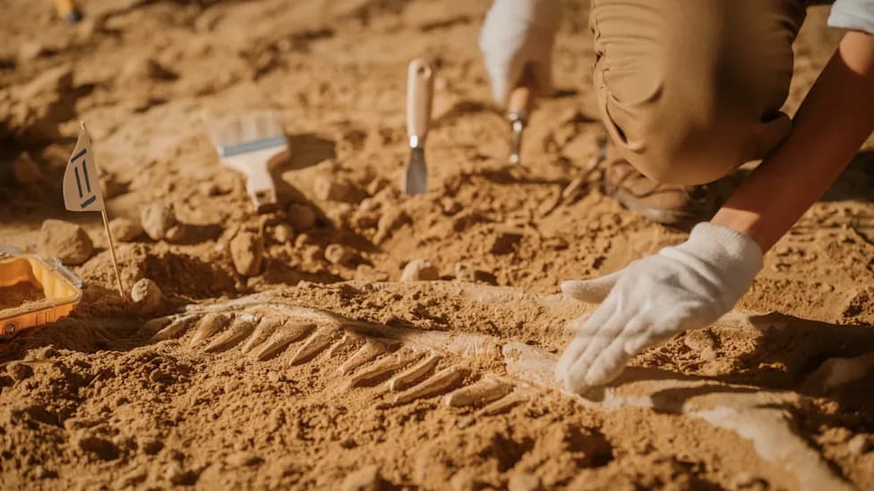 Juvenile Chinese Dinosaur Fossil Reveals Hollow, Quill-Like Spikes