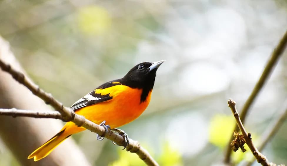 Heat Waves and Cold Snaps Are Redrawing Habitats for 500 North American Bird Species — Yale Study