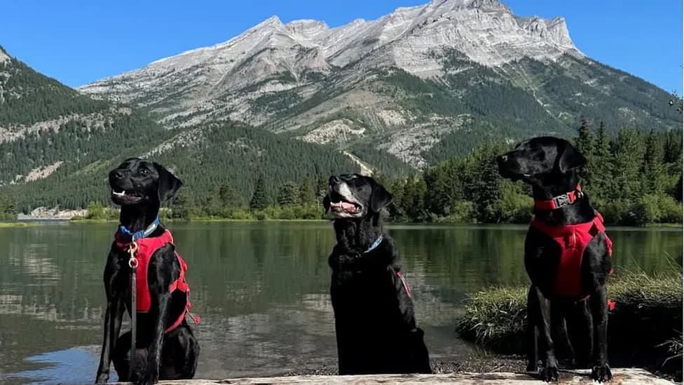 Meet Alberta’s Sniffer Dogs Helping Stop Invasive Mussels at the Border