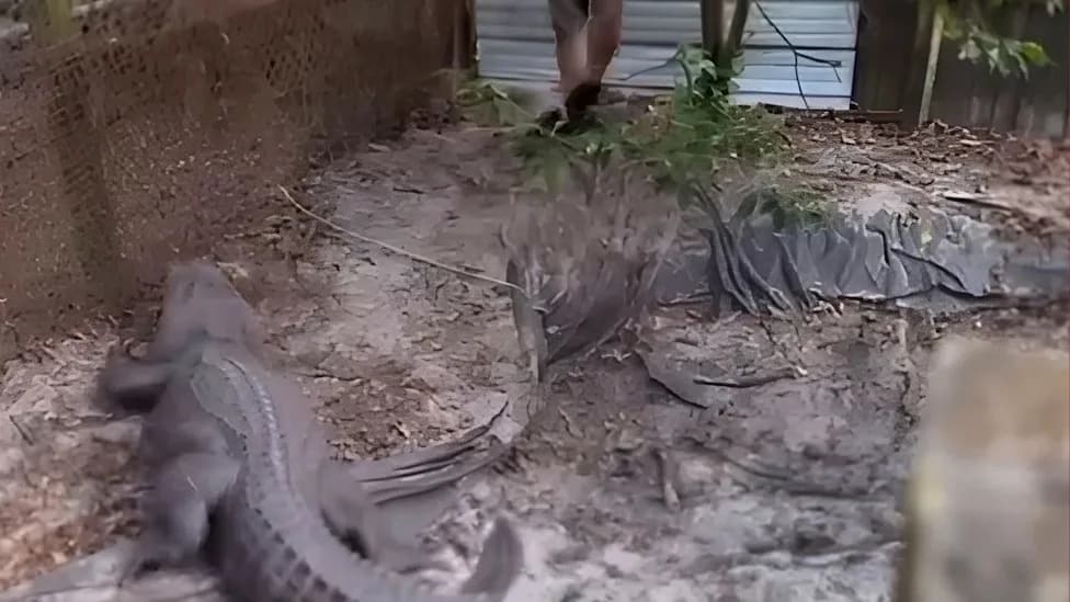 Jacksonville Man Convicted After 9‑Foot Alligator and Nine Neglected Dogs Discovered During Drug Raid