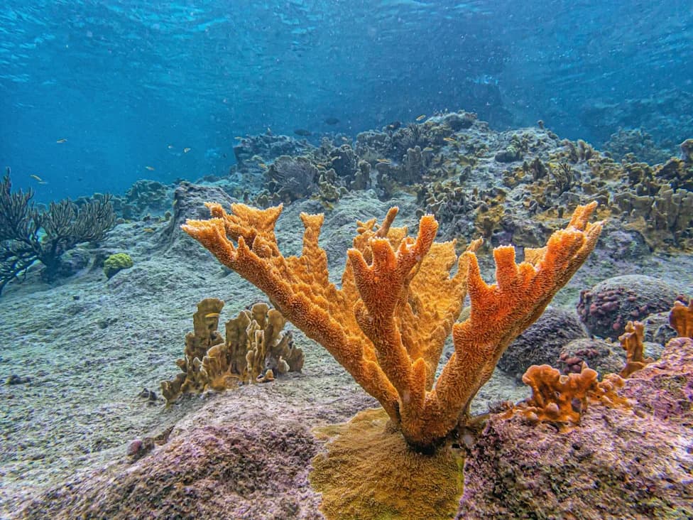 Golden Deep‑Sea Coral Off Costa Rica Is So Distinct Scientists Created a New Family
