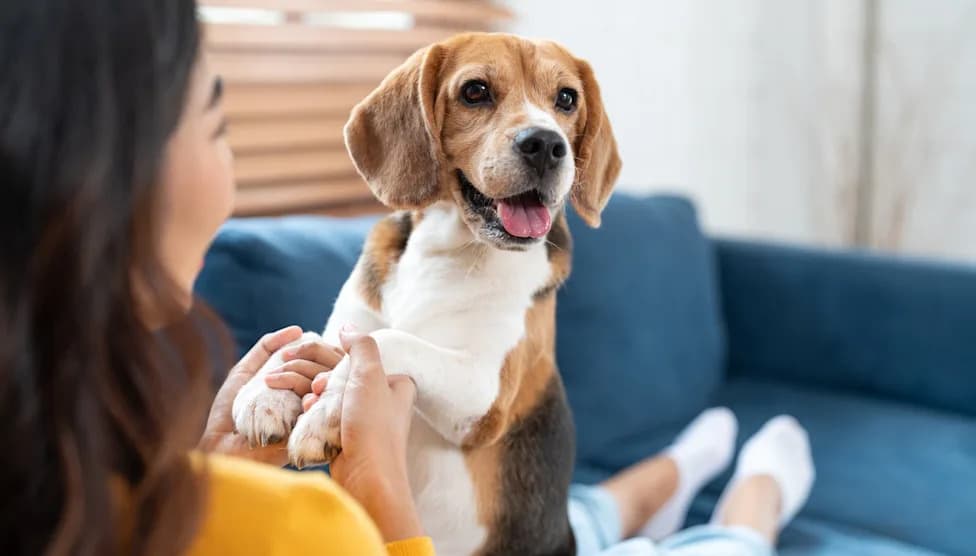 After 60 Years, Ridglan Farms Is Empty: Rescuers Remove Final 155 Beagles