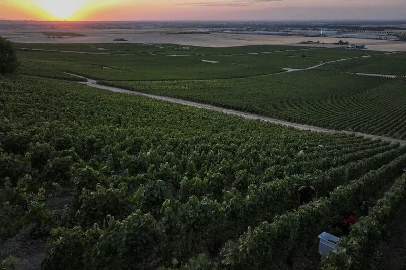 Record-Early Champagne Harvest Reveals Climate-Driven Challenges for French Vineyards