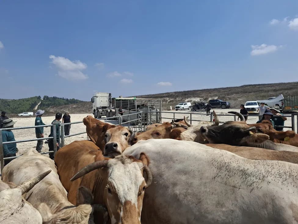 About 80 Cows Force Halt to IDF Golani Brigade Live‑Fire Drill Near Moshav Dor