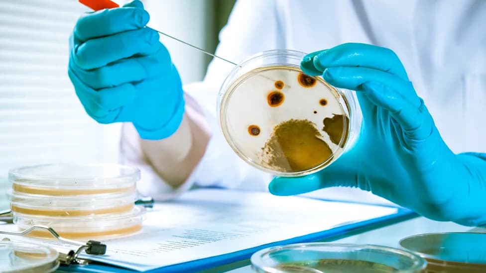 UK Invests £22M in Organoids, Lab-Grown Tissues and AI to Reduce Animal Testing and Improve Drug Safety