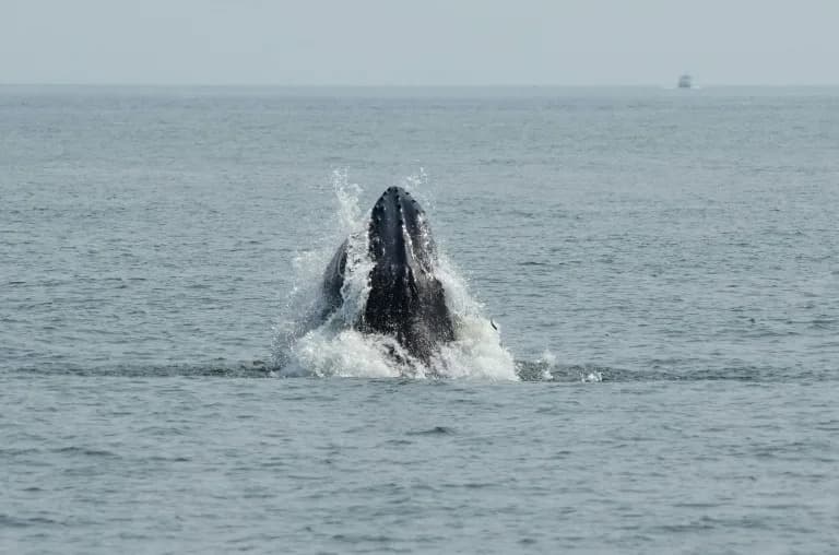Whales Return to New York: Thrilling Sightings — and Rising Risks from Busy Boat Traffic