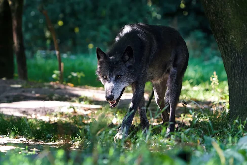 Viral Danish Wolf Clip May Be Misleading — Creator Urges Caution