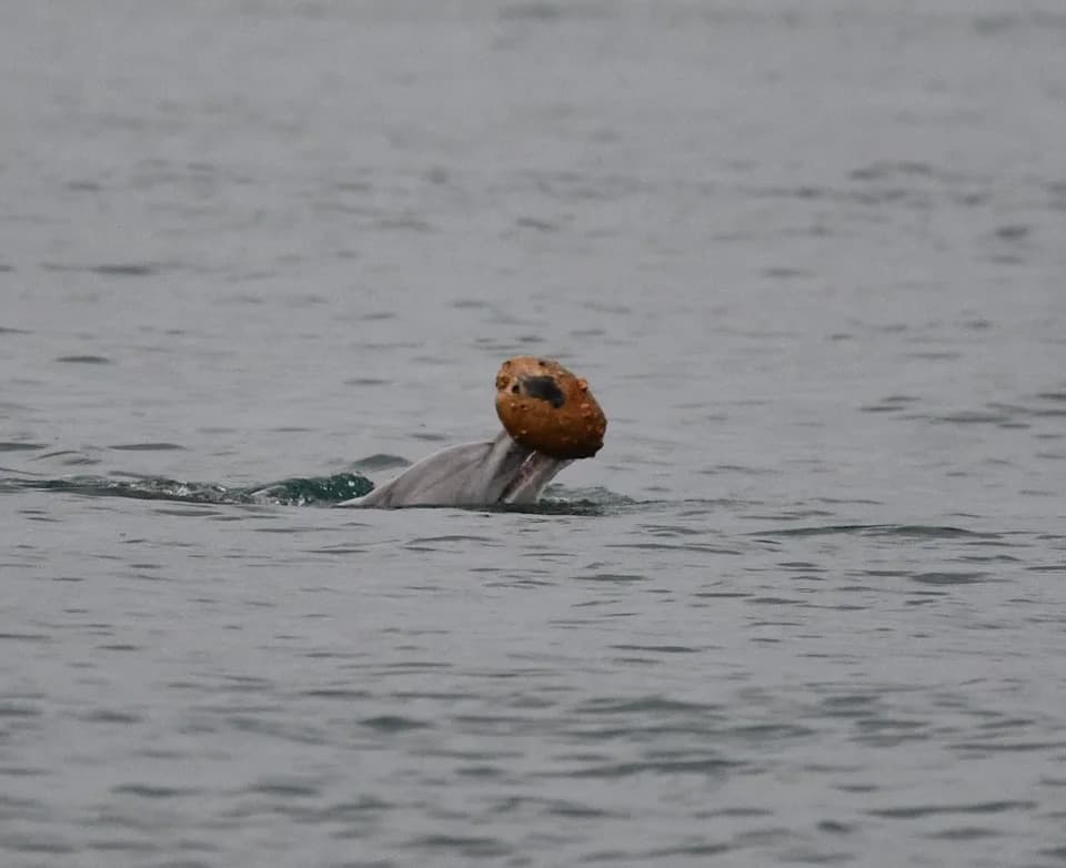 Rare Dolphin Tool Use Captured on Camera — Mother Teaches Calf “Shelling” Technique