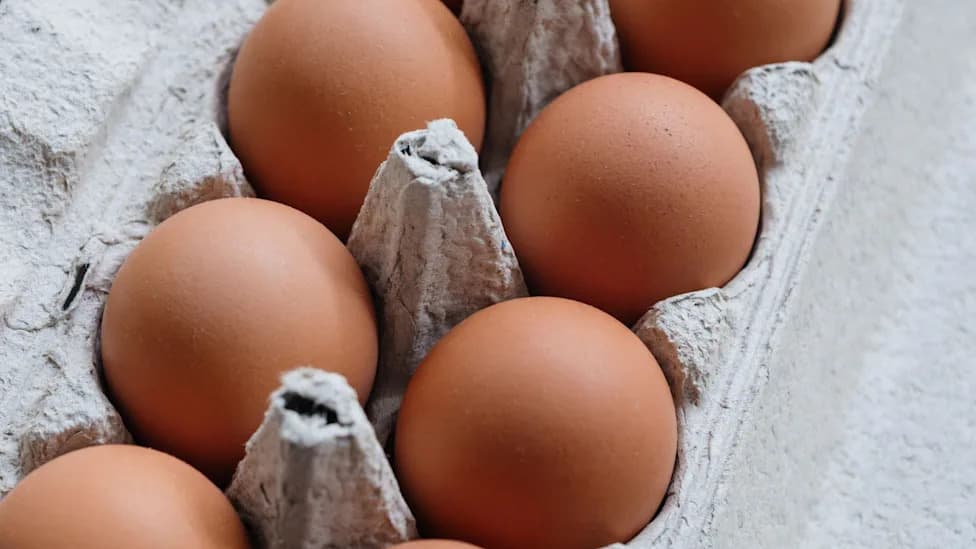 One Dead, 207 Sick in UK Salmonella Outbreak — Investigators Focus on Imported Eggs