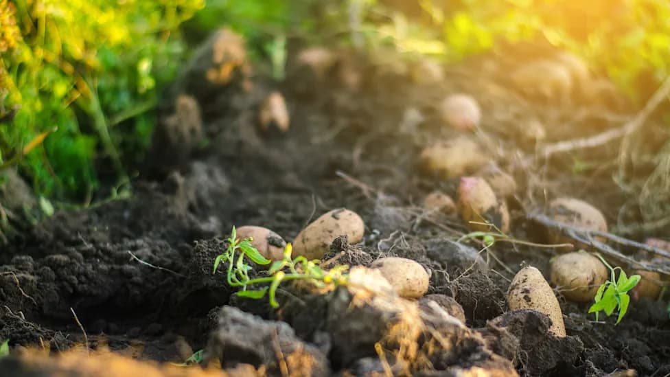 Record East Asia Heatwave 'Boils' Potatoes Underground, Devastates Farms and Livelihoods