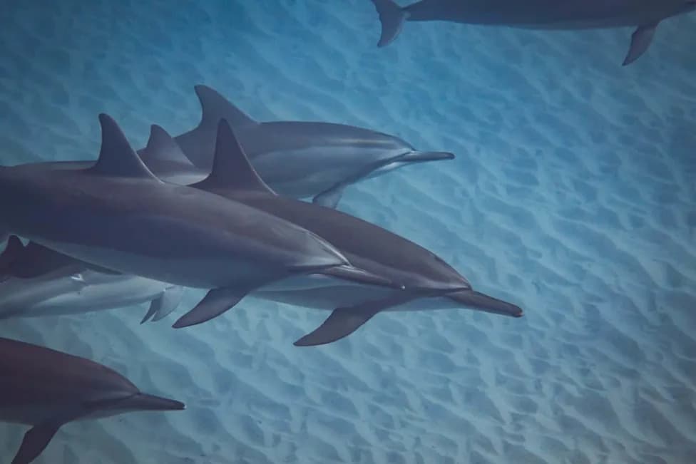 Only 9% of Hawaii’s Spinner Dolphins Are Calves — A Population on the Brink