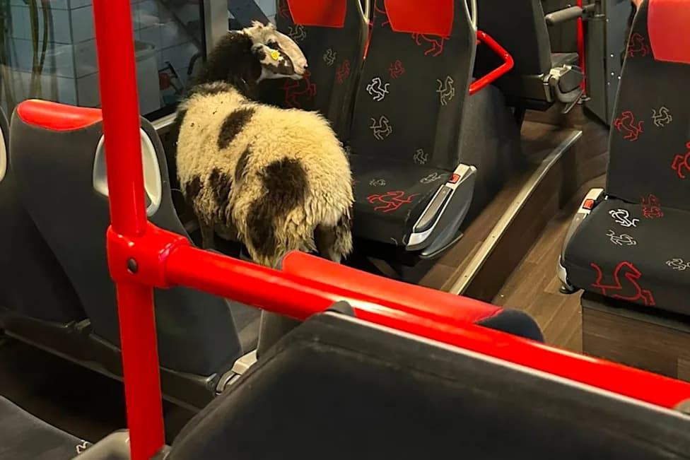 Runaway Sheep Boards Parked German Bus — Police Escort It Through Depot Wash