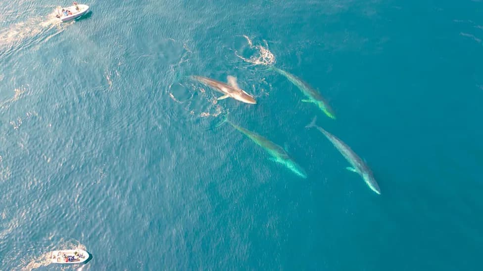Giant Whales Move Into East Greenland as Sea Ice Recedes, Sparking Seasonal Feeding Frenzies