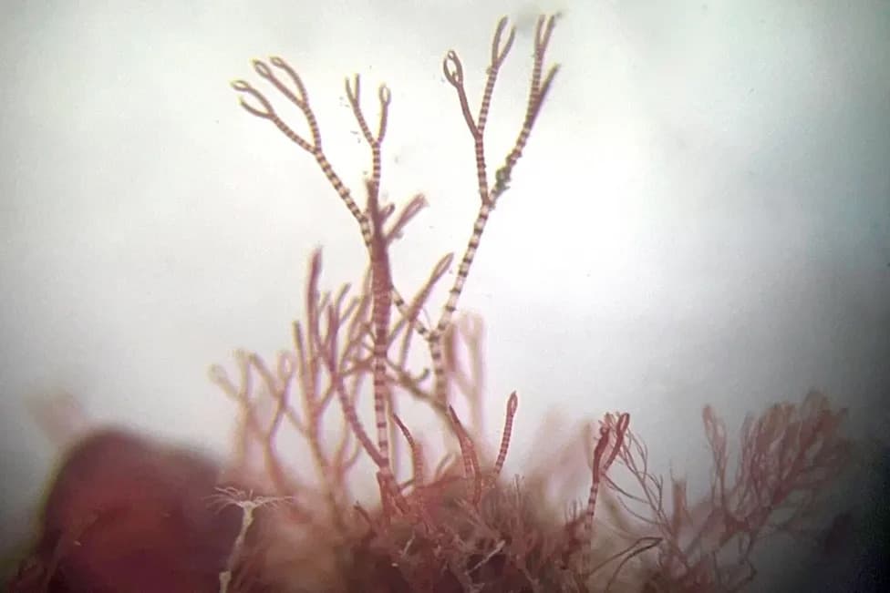 Tiny Red Seaweed Found Off Cornwall Solves 40-Year Marine Mystery