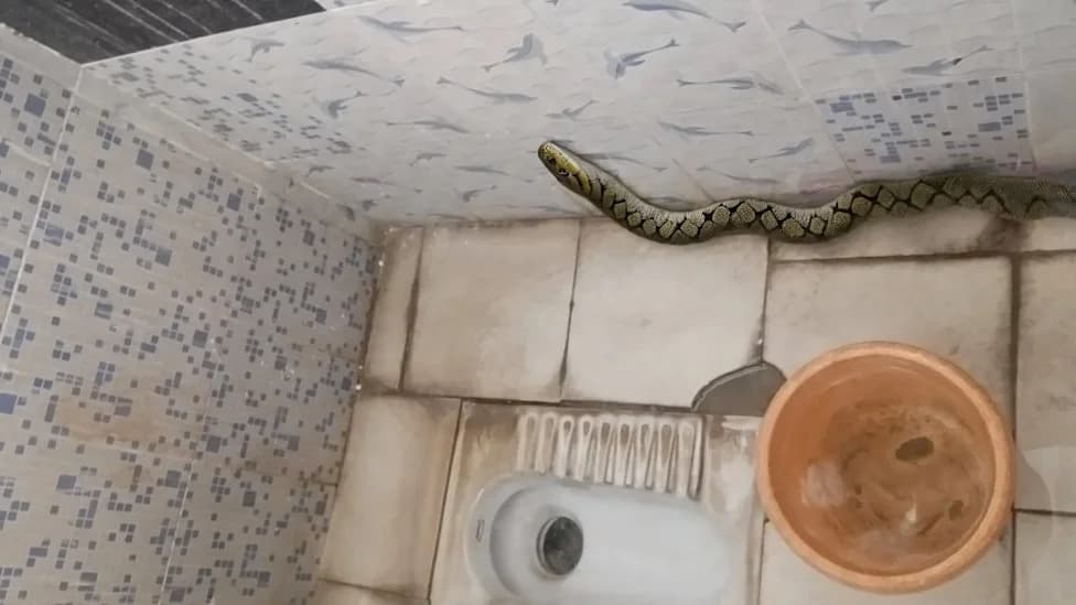 AI-Generated Snake Photos Flood Hyderabad Rescue Helpline, Delaying Real Emergencies