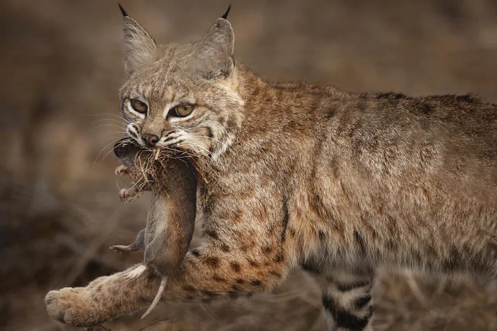 How Community Action Stopped Rodenticide From Wiping Out Kiawah Island’s Bobcats