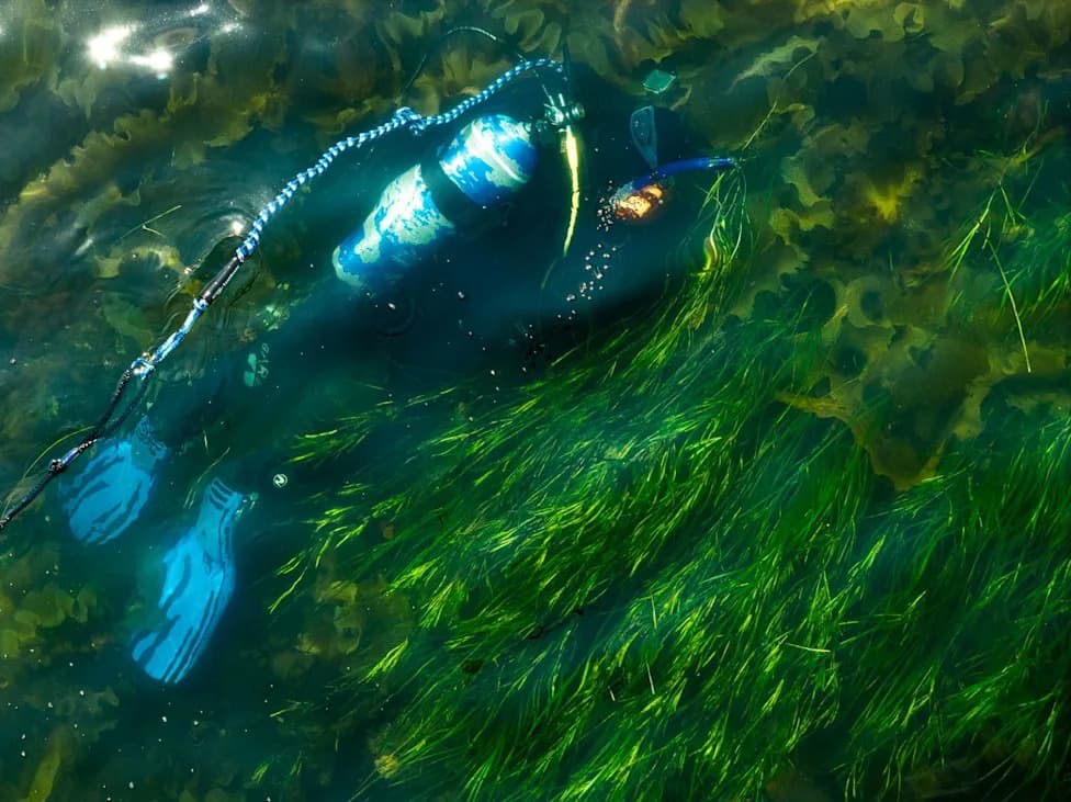 Virginia Restored 12,000 Acres of Seagrass — Can Maine Reverse Its Losses?