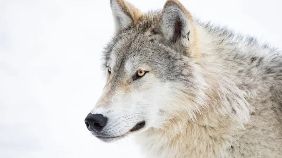 2 Million Photos From 1,311 Trail Cameras Suggest Michigan's Gray Wolf Population Is Rebounding