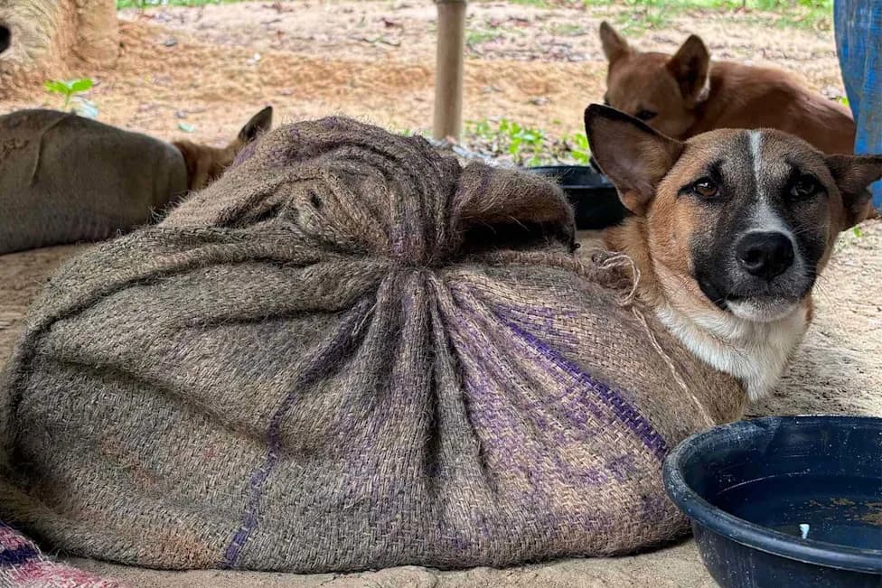 18 Dogs Freed After Being Kept in Sacks as Vendors Quit Illegal Dog‑Meat Trade in Nagaland