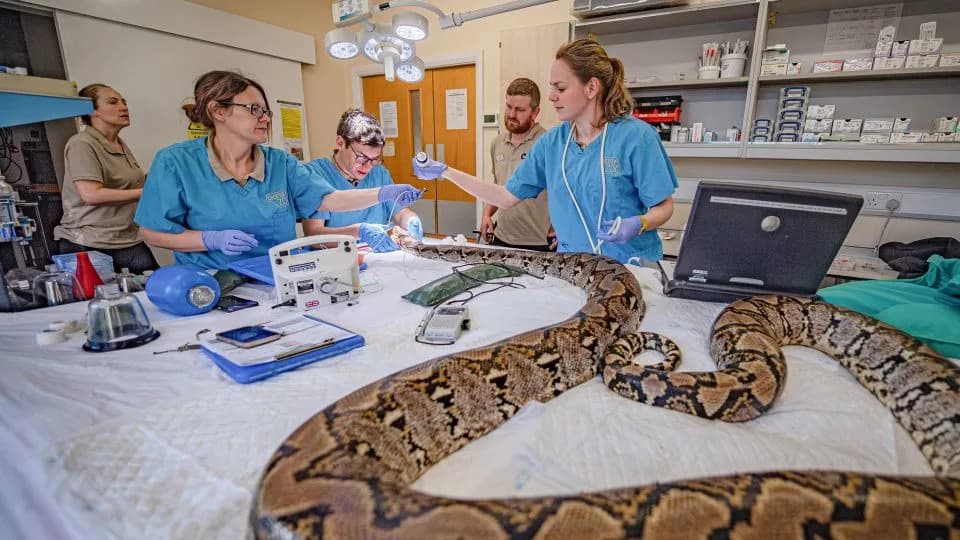 Human Cancer Therapy Helps 15-Foot Python Beat Jaw Tumor