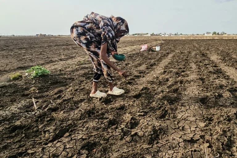Sudan's Farms Lie Fallow as El Niño Dries the Nile and Deepens Hunger Crisis