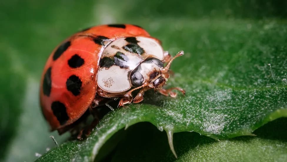 Warmer, Wilder Weather Lets Invasive Beetles Advance Across Canada — Threatening Farms and Forests