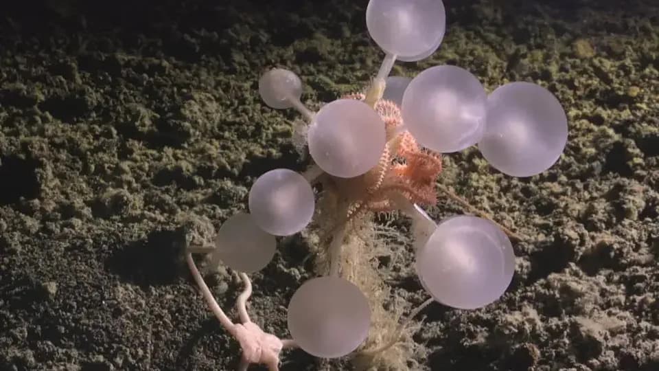 5 Deep‑Sea Discoveries That Look Like They Came From Another World