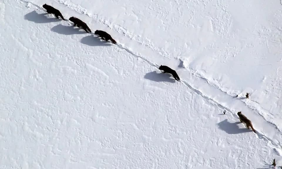 Yellowstone's Oldest Wolf Pack at Risk: Hunter Targets 12-Year-Old Matriarch as Wyoming Season Opens