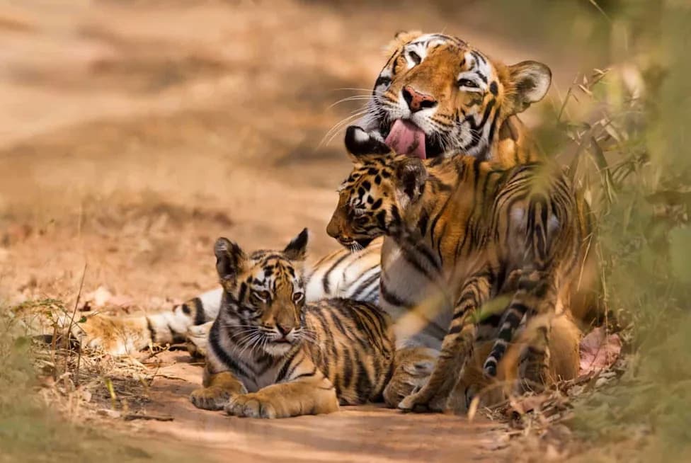 Rare 'Mommune' in Nepal: Tigresses Share Daycare as Tigers Adapt to Crowded Habitat