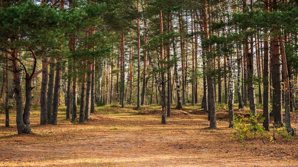 Princeton Researcher Quits Over Forest Carbon Rules, Warning Of Weakened Scientific Integrity
