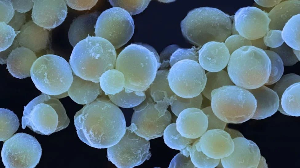 Marine Fungi Lock Carbon in Arctic Fjords — A Big, Overlooked Player in the Carbon Cycle