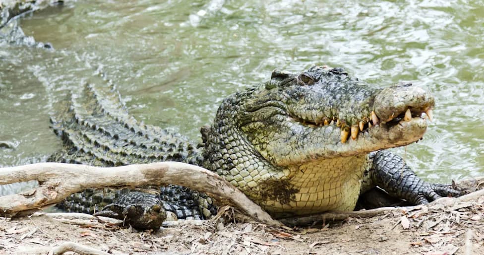 New Fossil Analysis Suggests Crocodile Ancestors Were Warm-Blooded Until the Dinosaur-Extinction Impact