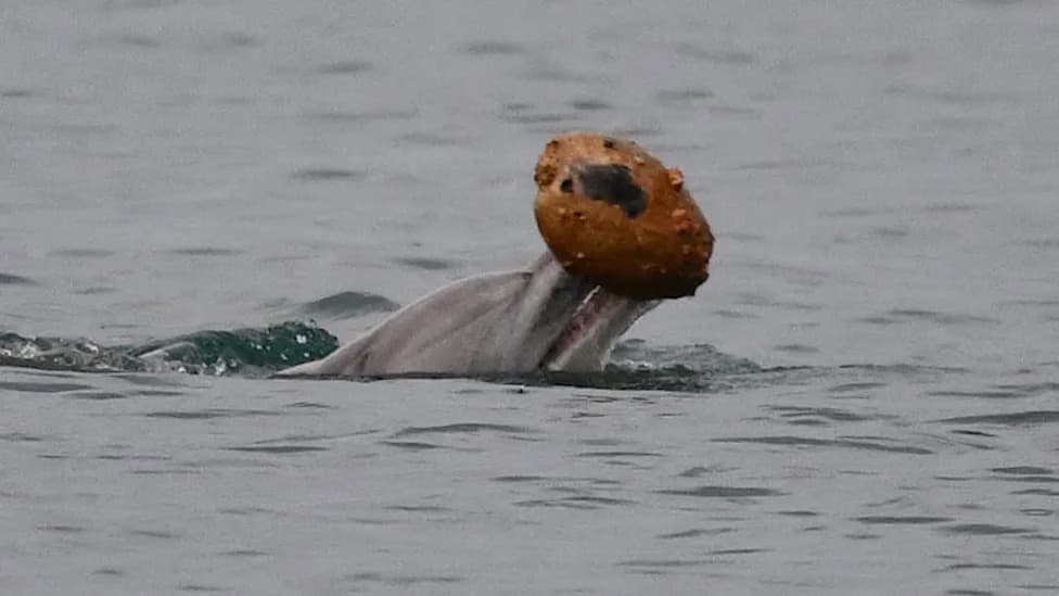 Rare Footage Shows Dolphins Using Discarded Shells as Fish Traps Off Australia
