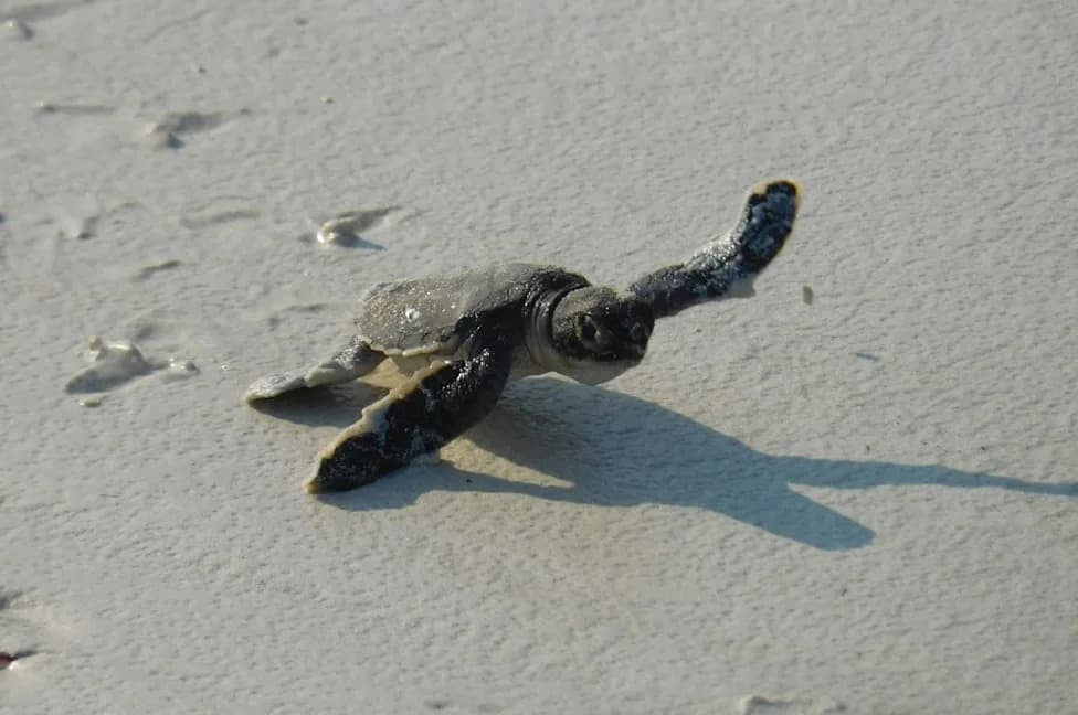 From Hunters to Heroes: Kenyan Fishers Lead Sea Turtle Rescues in Watamu