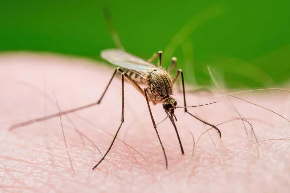 Could Mosquito Bites Become a Vaccine? Australian 'Chemovaccination' Protects Mice From Malaria