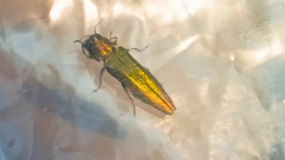 Emerald Ash Borer—The Pest That Killed 100 Million Ash Trees—Confirmed in Washington State