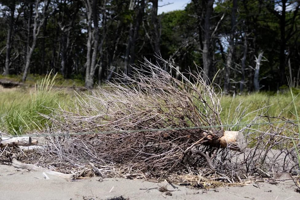 Living Shorelines in Maine: Christmas Trees, Oyster Shells and the High Cost of Saving Beaches