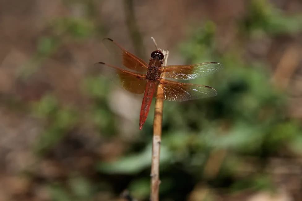 Warm Spring Rains Trigger Spectacular Dragonfly Swarms Across California