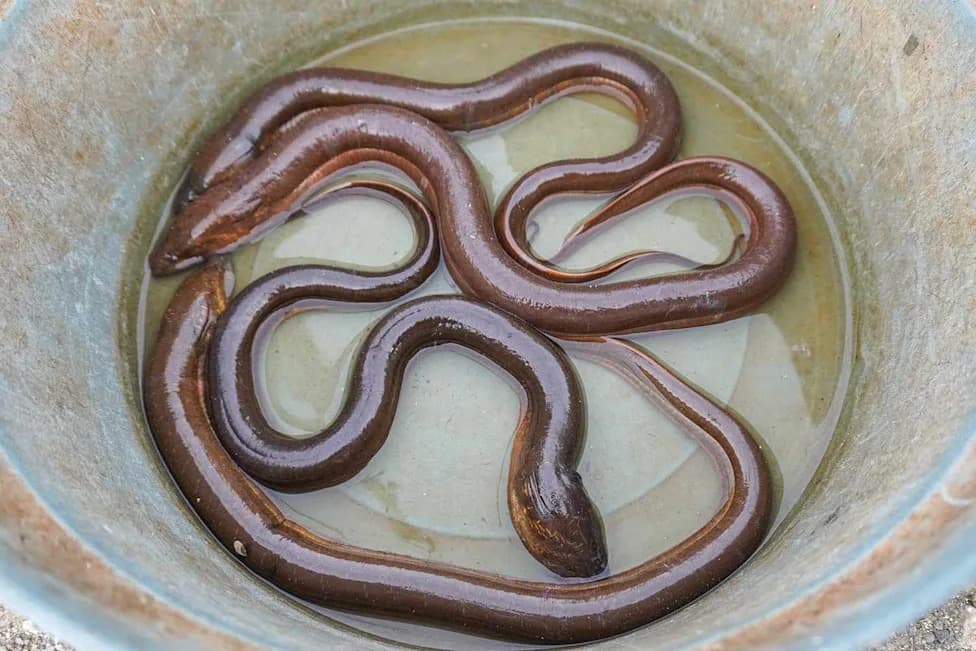 Asian Swamp Eel Devastates Everglades — Could Rival Pythons as Florida’s Worst Invader